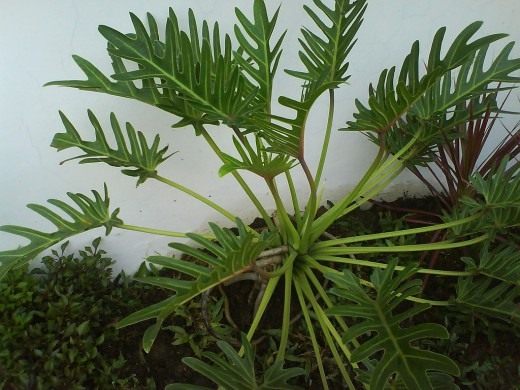 Филодендрон (Philodendron)
