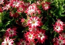 Флокс Друммонда (Phlox drummondii)