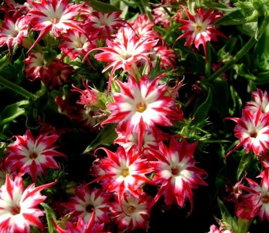 Флокс Друммонда (Phlox drummondii)