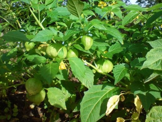 Физалис (Physalis)