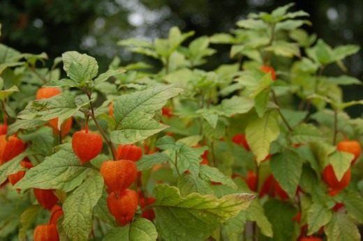 Физалис (Physalis) Физалис (Physalis)