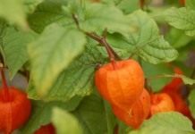 Физалис (Physalis)
