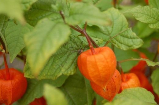 Физалис (Physalis) Физалис (Physalis)