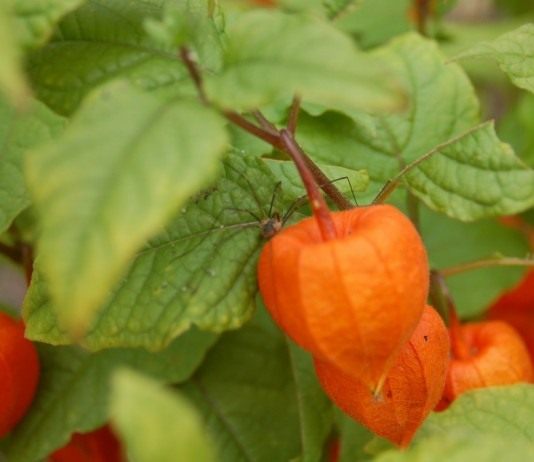 Физалис (Physalis)