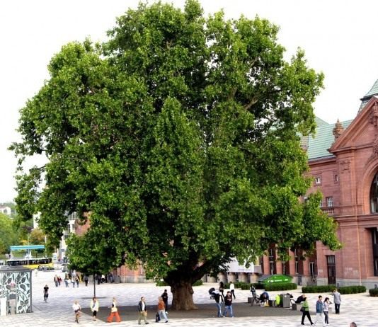 Платан (Platanus)