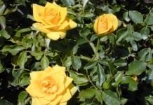 Роза (Rose)