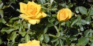 Роза (Rose)
