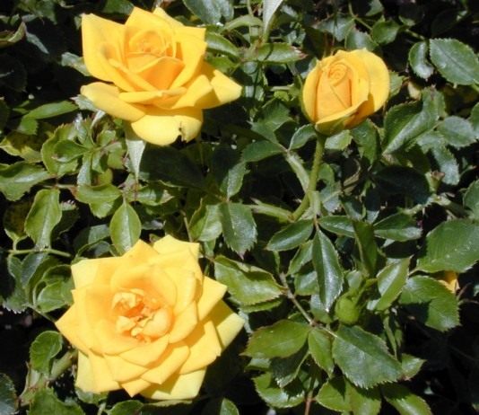 Красивая роза своими руками - Цветник и ландшафт Роза (Rose)