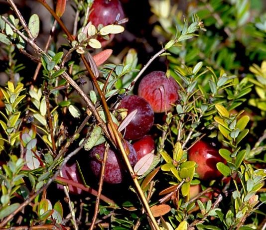 Клюква крупноплодная