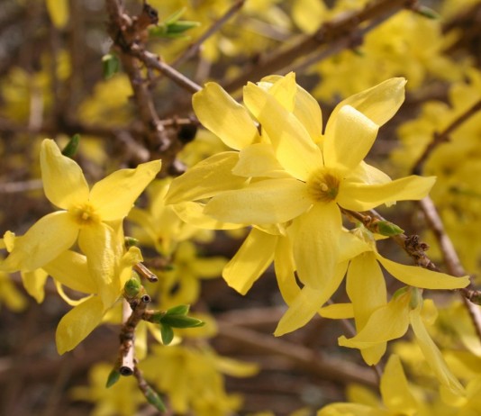 Форзиция, или Форсайтия, или Форсиция (Forsythia)