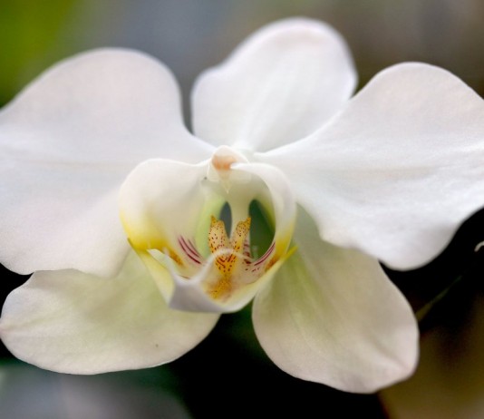 Цветок фаленопсиса приятного