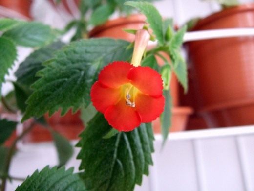 Ахименес (Achimenes)