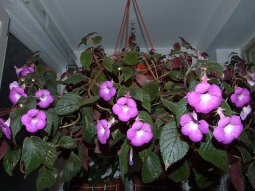 Ахименес (Achimenes)