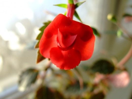Ахименес (Achimenes)