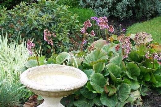 Бадан (Bergenia)