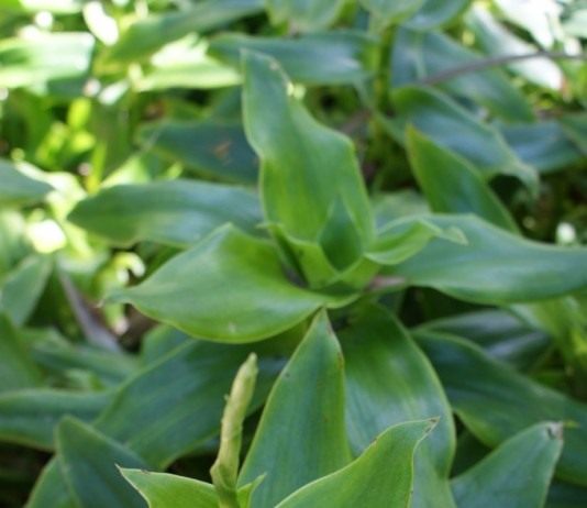 Каллизия душистая, или Золотой ус (Callisia fragrans)