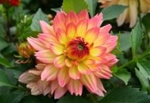 Георгин (Dahlia)