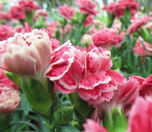 Выращивание гвоздик в теплицах - Цветник и ландшафт Гвоздика (Dianthus)