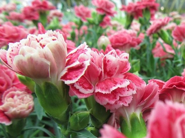 Гвоздика (Dianthus)