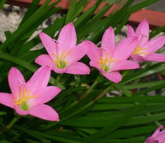 Выскочка — цветок зефира - Цветы многолетние