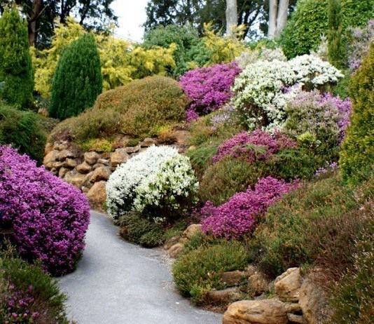 Стены зеленой комнаты - Цветник и ландшафт Цветник из вереска