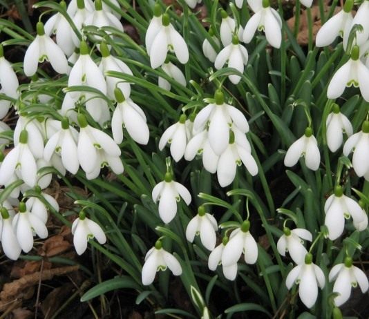 Подснежник (Snowdrops)