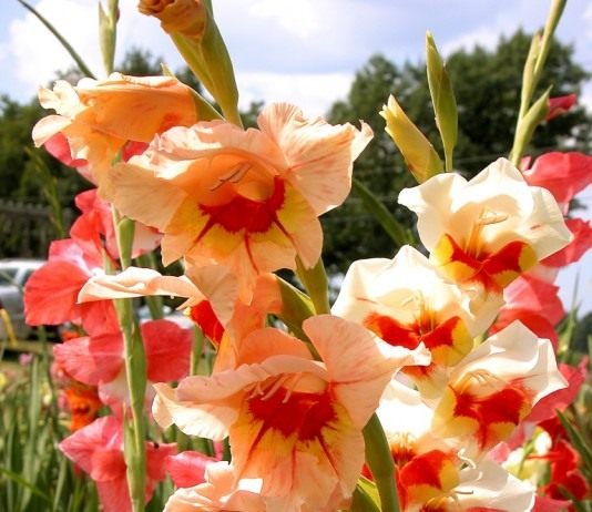 Искусство вырастить гладиолус - Цветы многолетние Гладиолус (Gladiolus)