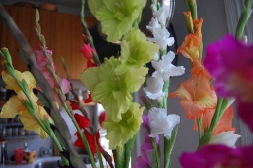 Гладиолус (Gladiolus)