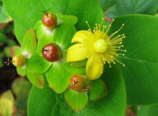 Зверобой (Hypericum) Зверобой (Hypericum)
