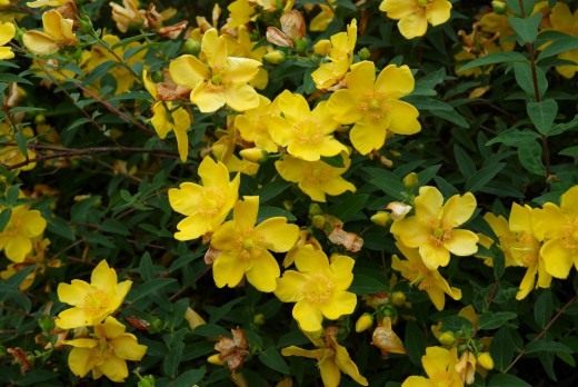 Зверобой (Hypericum) Зверобой (Hypericum)