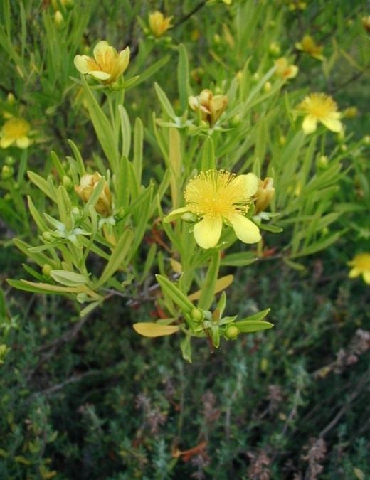 Зверобой (Hypericum) Зверобой (Hypericum)
