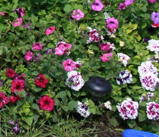 Мои первые петунии - Цветник и ландшафт Петунии