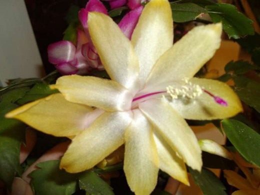 Шлюмбергера (Schlumbergera) Шлюмбергера (Schlumbergera)