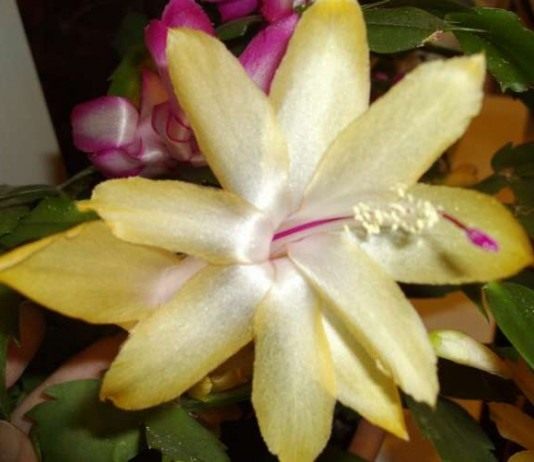 Шлюмбергера (Schlumbergera)