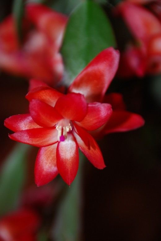 Шлюмбергера (Schlumbergera)