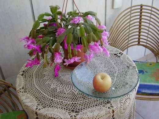 Шлюмбергера (Schlumbergera)