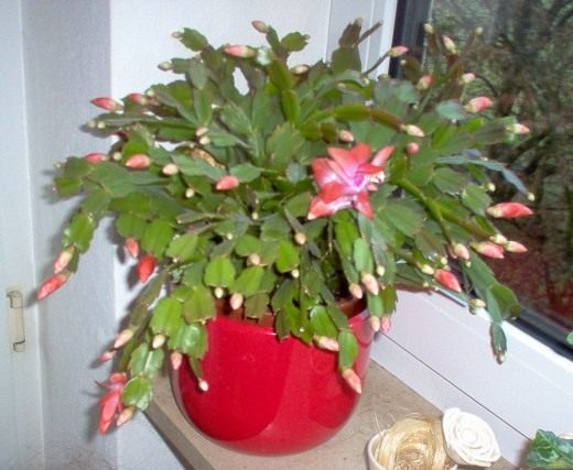Шлюмбергера (Schlumbergera) Шлюмбергера (Schlumbergera)