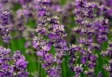 Лаванда (Lavandula)