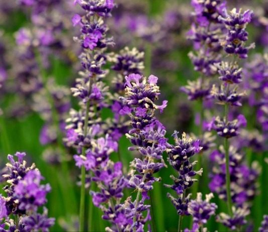 Лаванда (Lavandula)