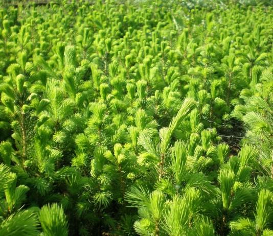 Ель обыкновенная, или европейская