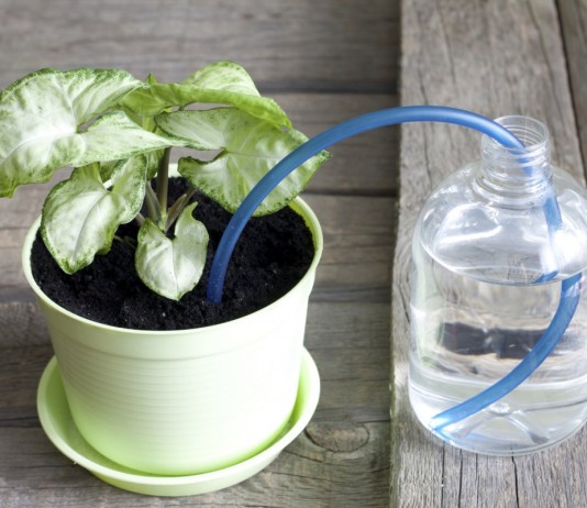 Полив комнатных растений