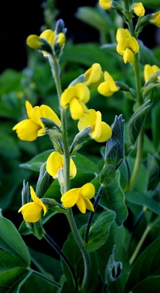 Астрагал (Astragalus)