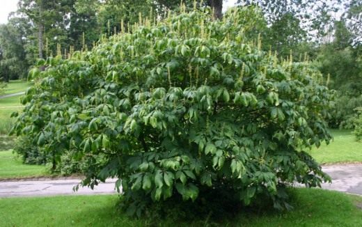 Конский каштан мелкоцветковый (Aesculus parviflora)