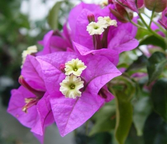 Бугенвиллия голая (Bougainvillea glabra)