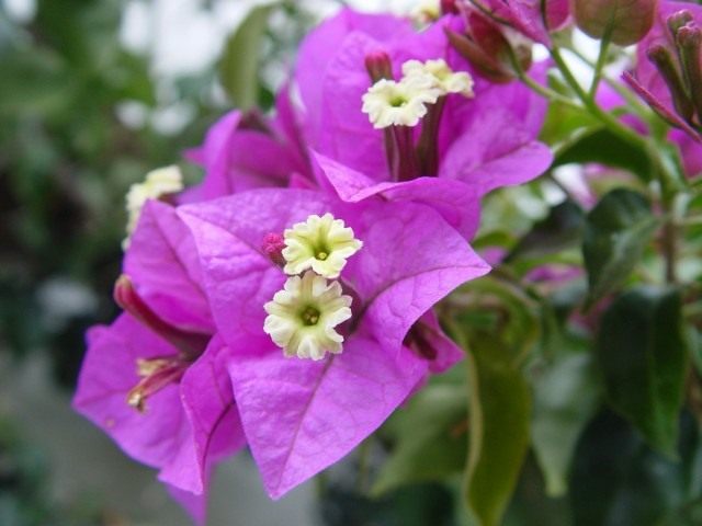 Бугенвиллия голая (Bougainvillea glabra) Бугенвиллия голая (Bougainvillea glabra)