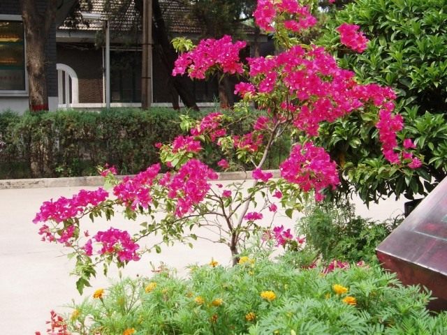 Бугенвиллия голая (Bougainvillea glabra) Бугенвиллия голая (Bougainvillea glabra)