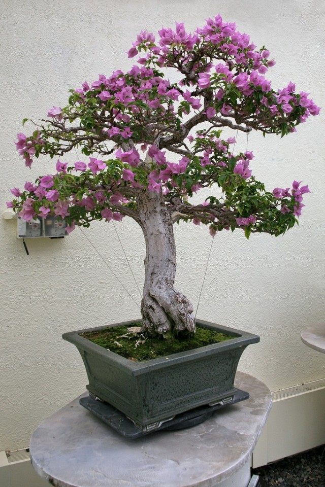 Бугенвиллия голая (Bougainvillea glabra) Бугенвиллия голая (Bougainvillea glabra)