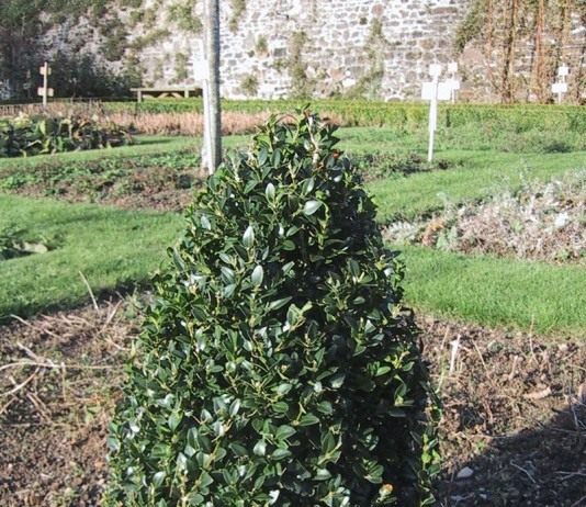 Самшит вечнозеленый (Buxus sempervirens)
