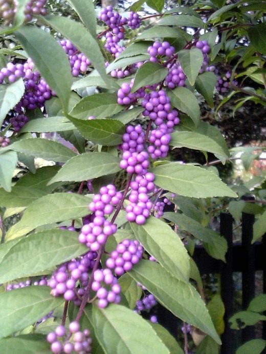 Калликарпа японская (Callicarpa japonica)