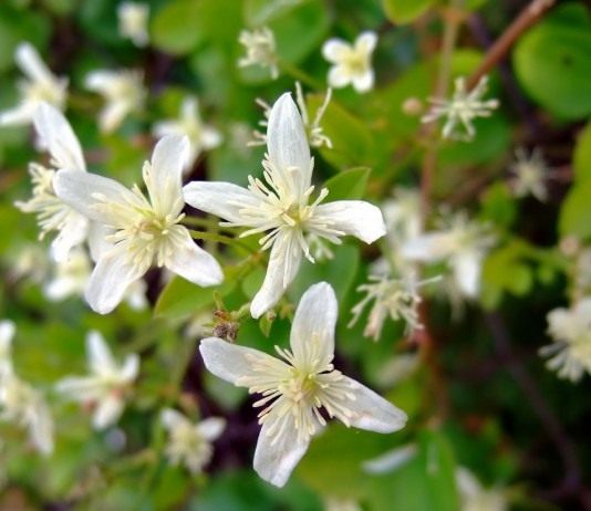 Клематис лезет на стену - Цветы многолетние